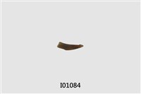 藏品(魚類化石)的圖片